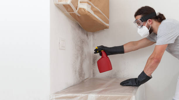 Basement Mold Remediation treatment on basement walls in Mount Union